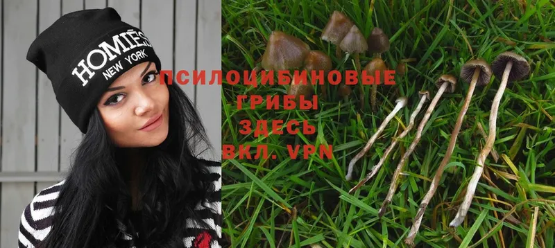 Галлюциногенные грибы Psilocybe  hydra tor  Кузнецк 